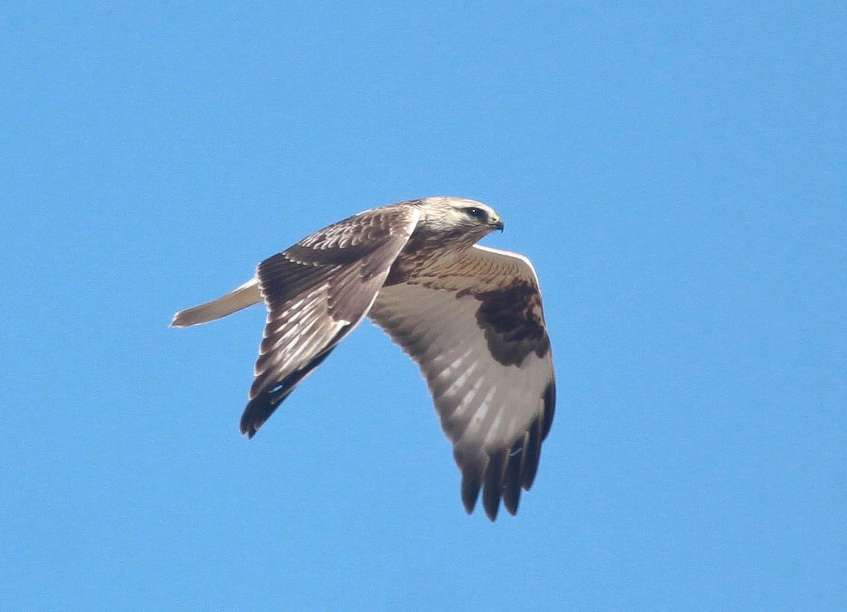 Rough-legged Hawk - Skye Haas