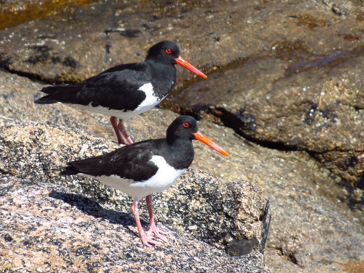 Eurasian Oystercatcher - ML333792001