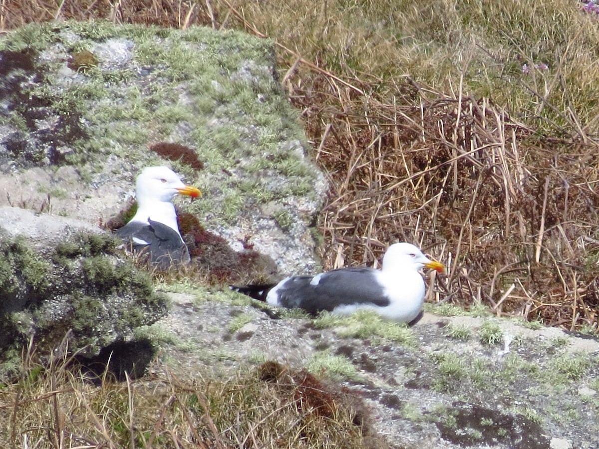 Lesser Black-backed Gull - ML333792191