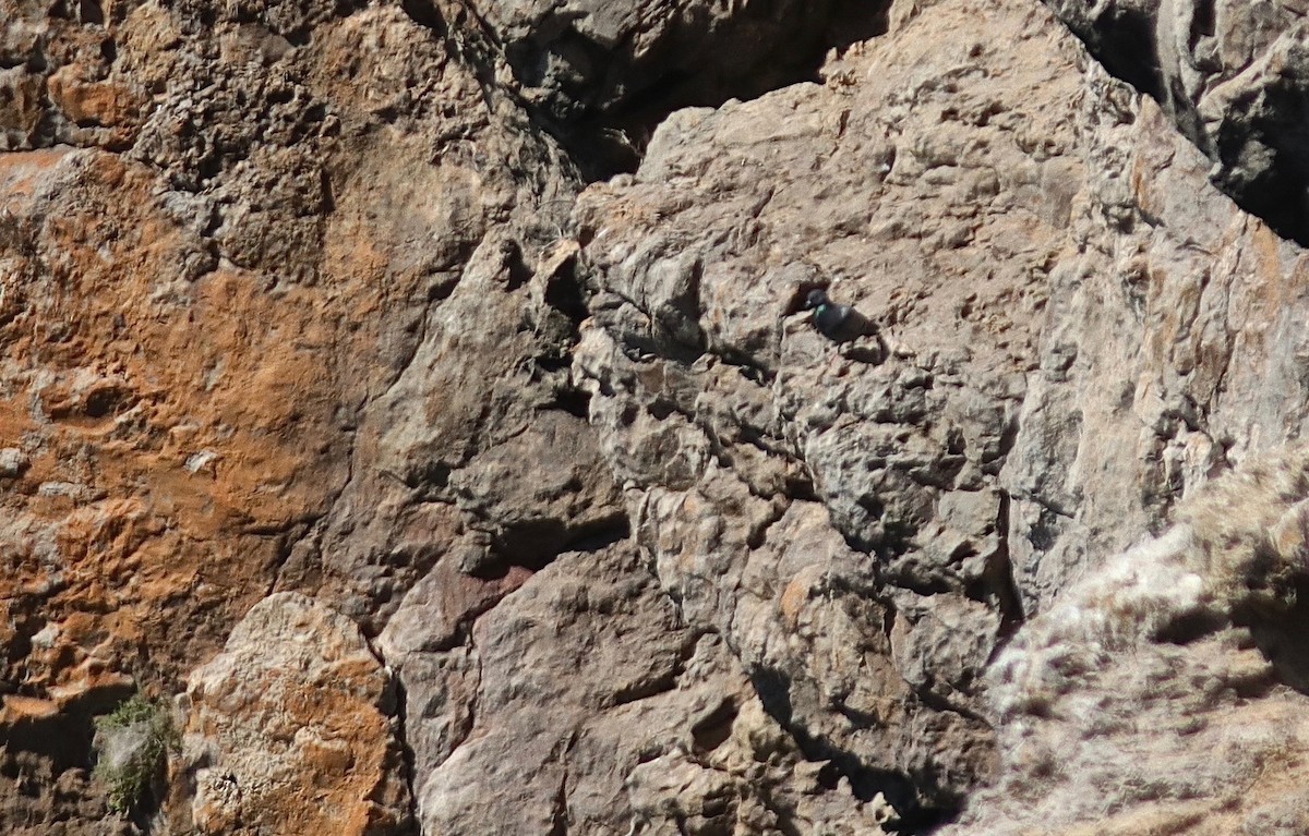 holub skalní - ML333792301