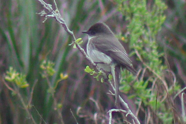 Eastern Phoebe - ML333796251