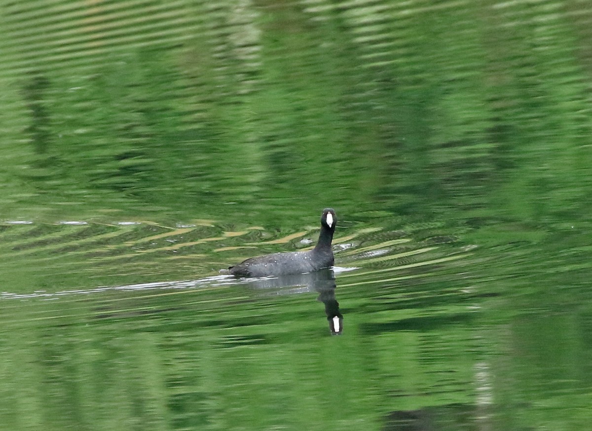 American Coot - ML333796541