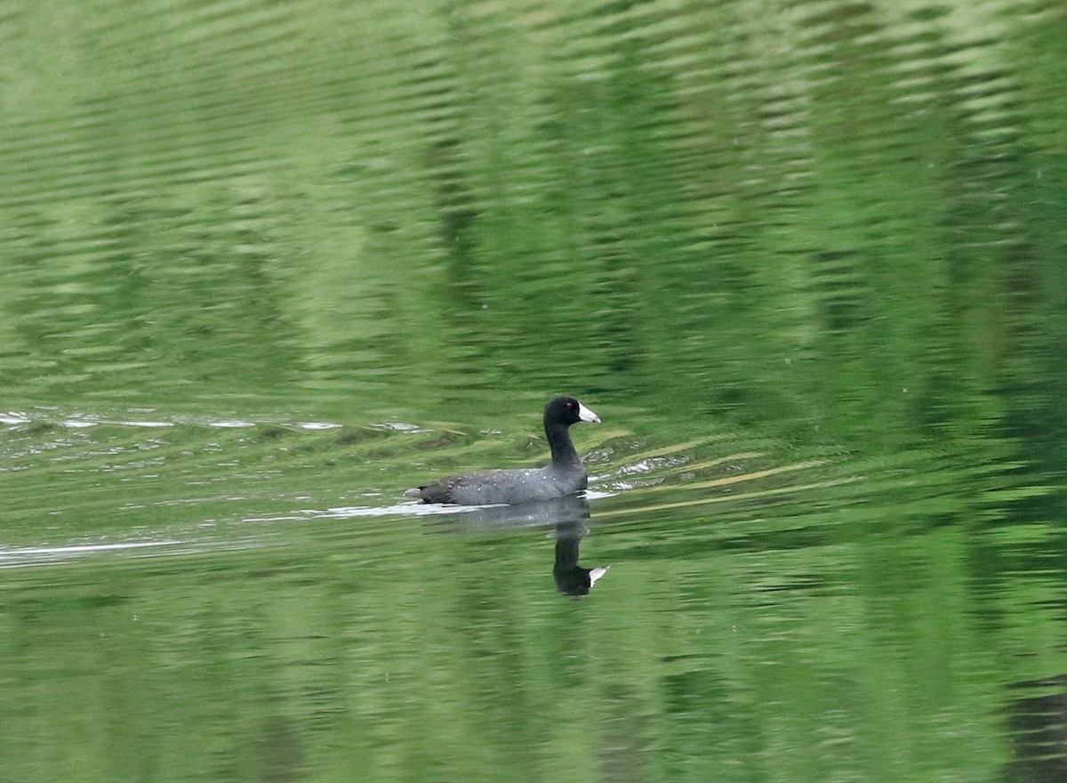 American Coot - ML333796551