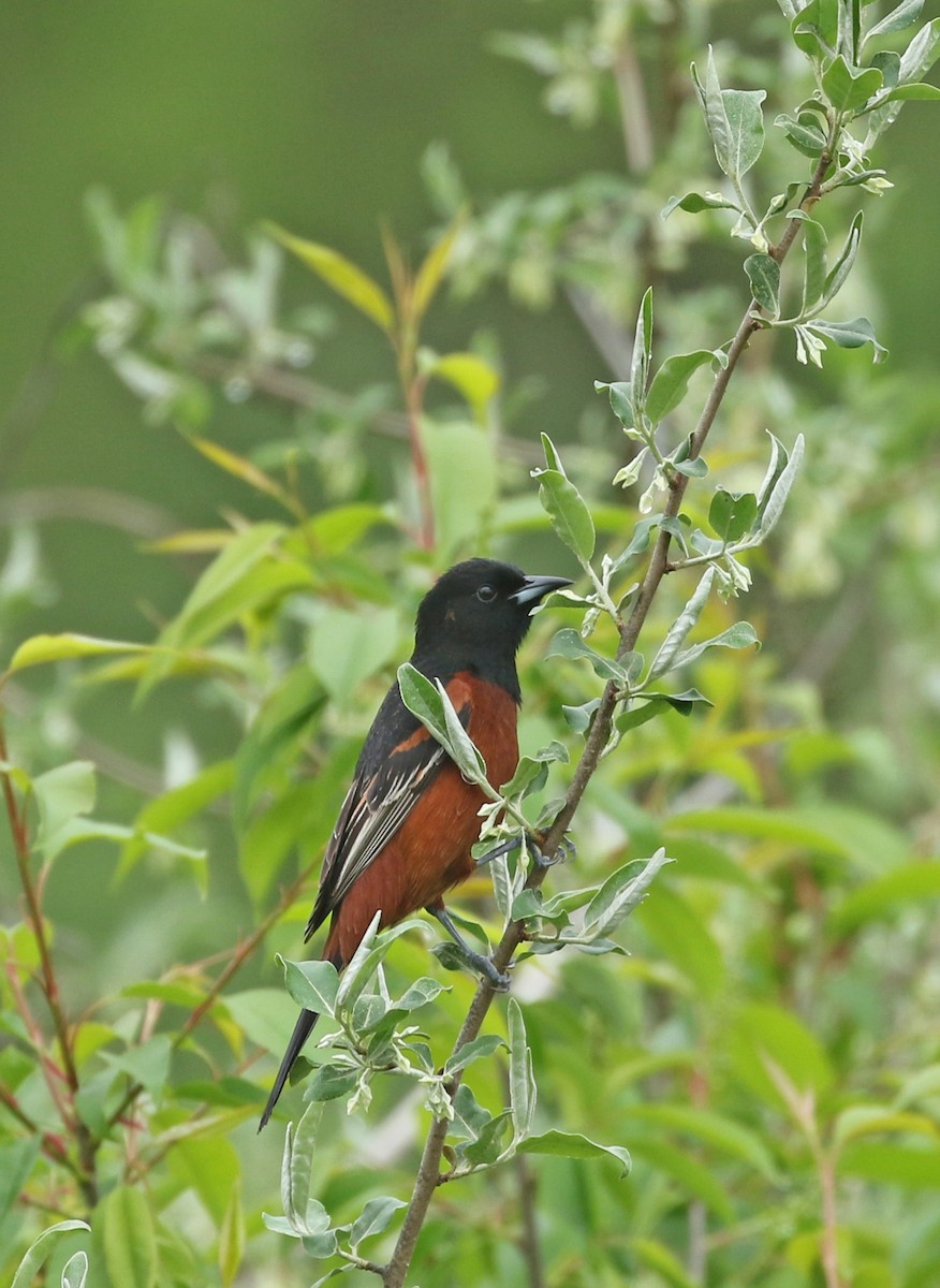 Orchard Oriole - ML333796681