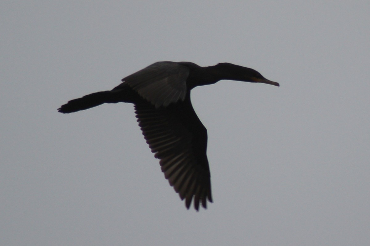 Neotropic Cormorant - ML333797051