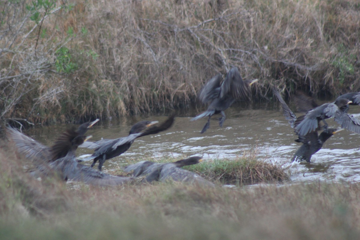 Neotropic Cormorant - ML333797401