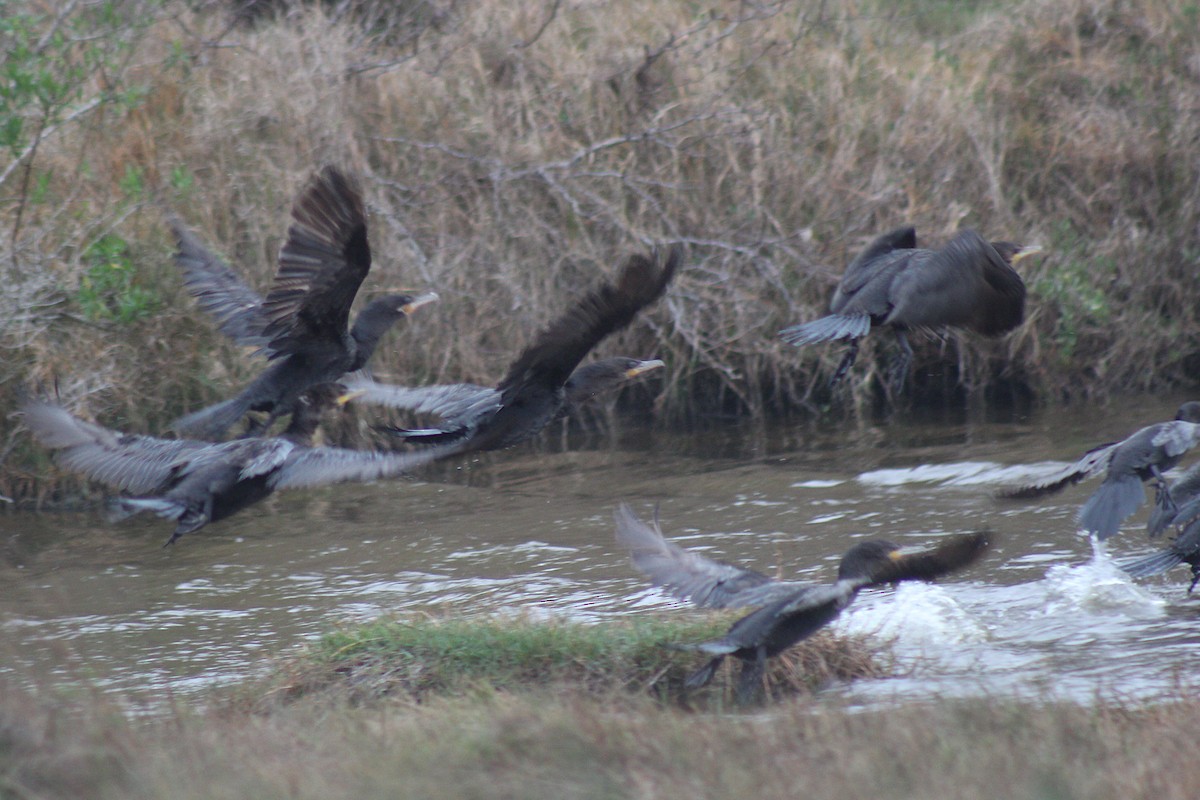 Neotropic Cormorant - ML333797671