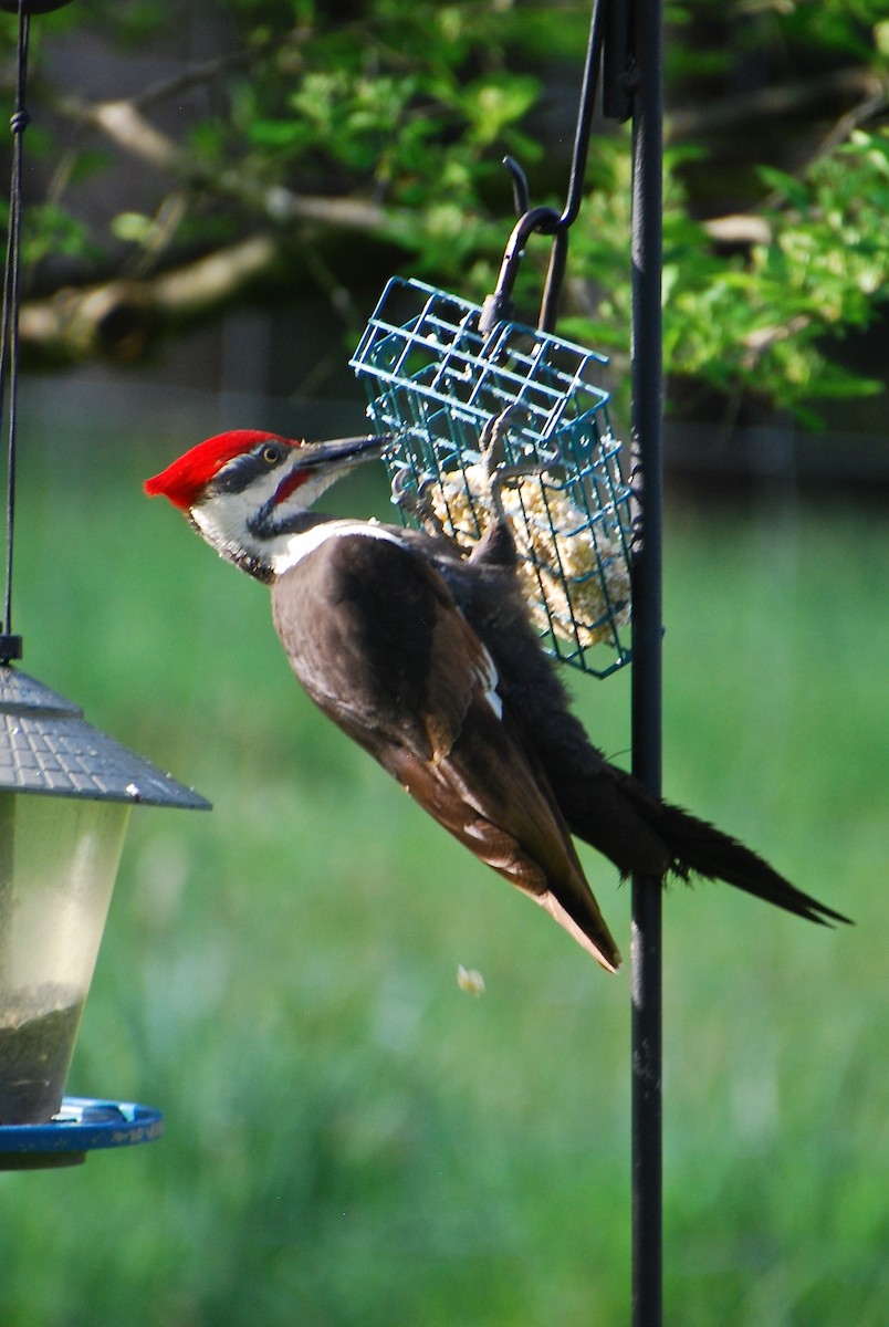 Pileated Woodpecker - Cynthia Burkhart