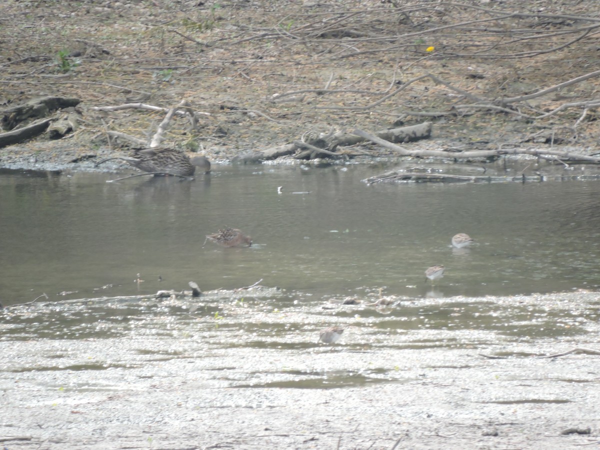 Long-billed Dowitcher - ML333799181