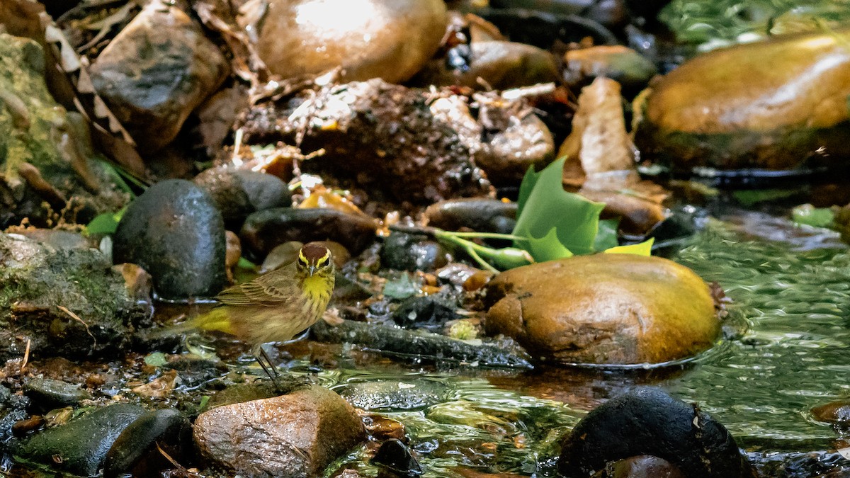 Palm Warbler (Western) - ML333799191