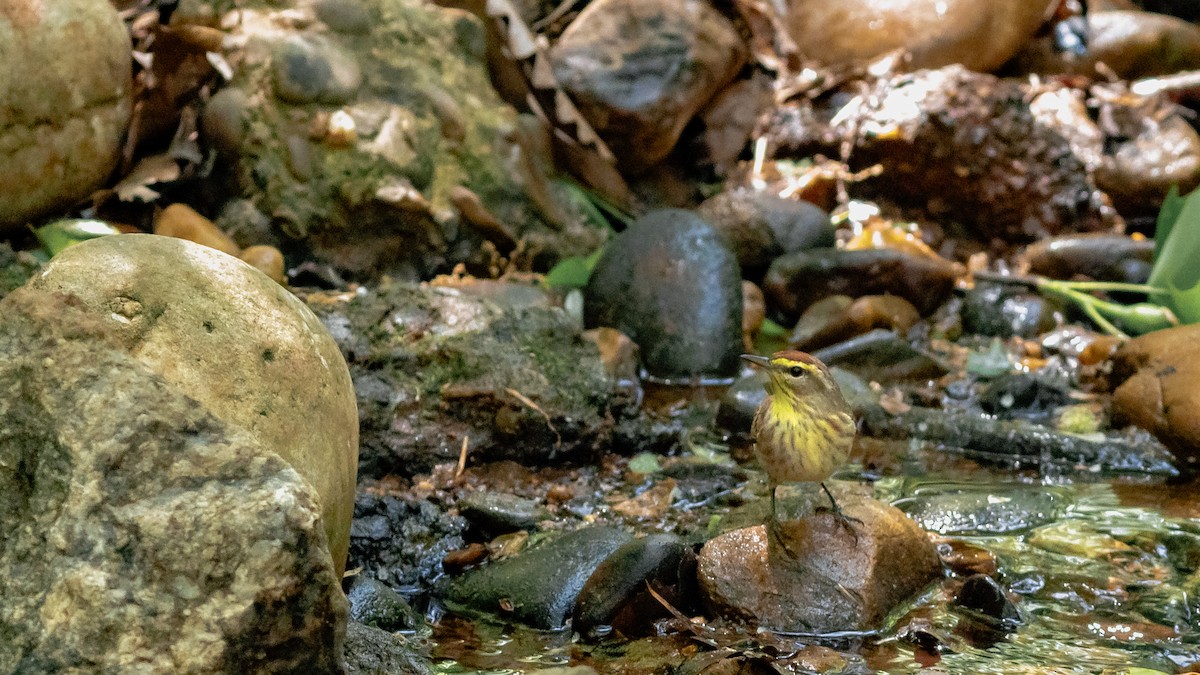 Palm Warbler (Western) - ML333799241