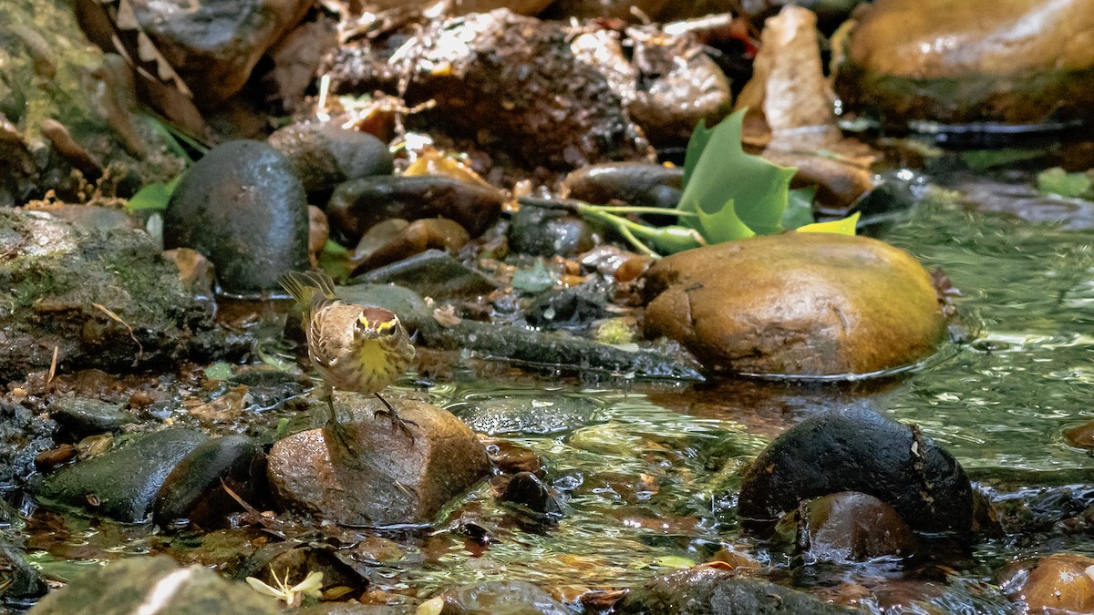 Palm Warbler (Western) - ML333799261