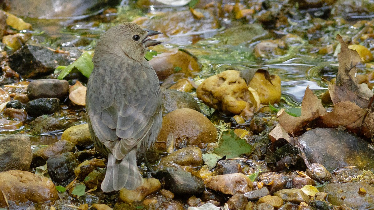 Brown-headed Cowbird - ML333799271