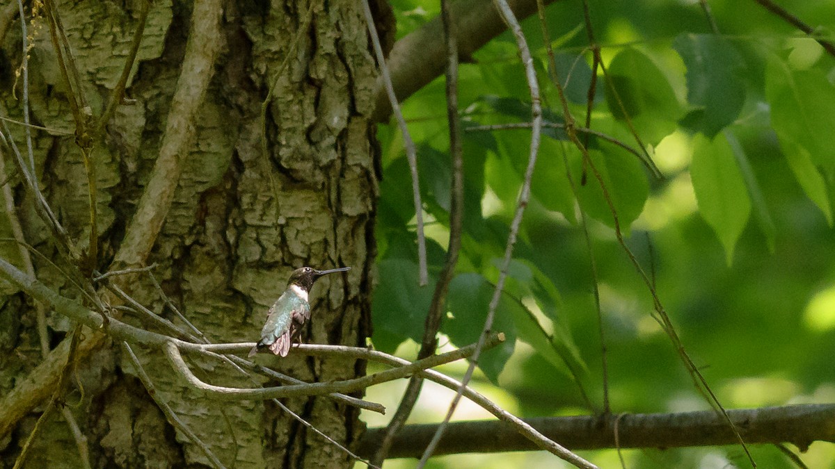 Ruby-throated Hummingbird - Todd Kiraly