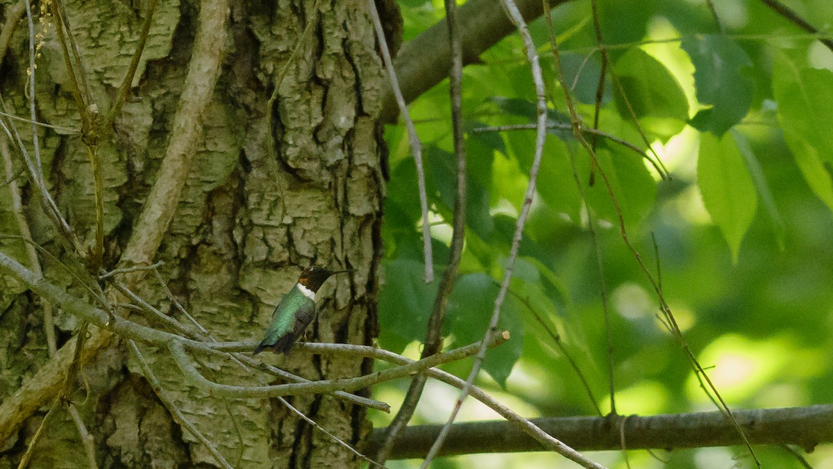 Ruby-throated Hummingbird - Todd Kiraly