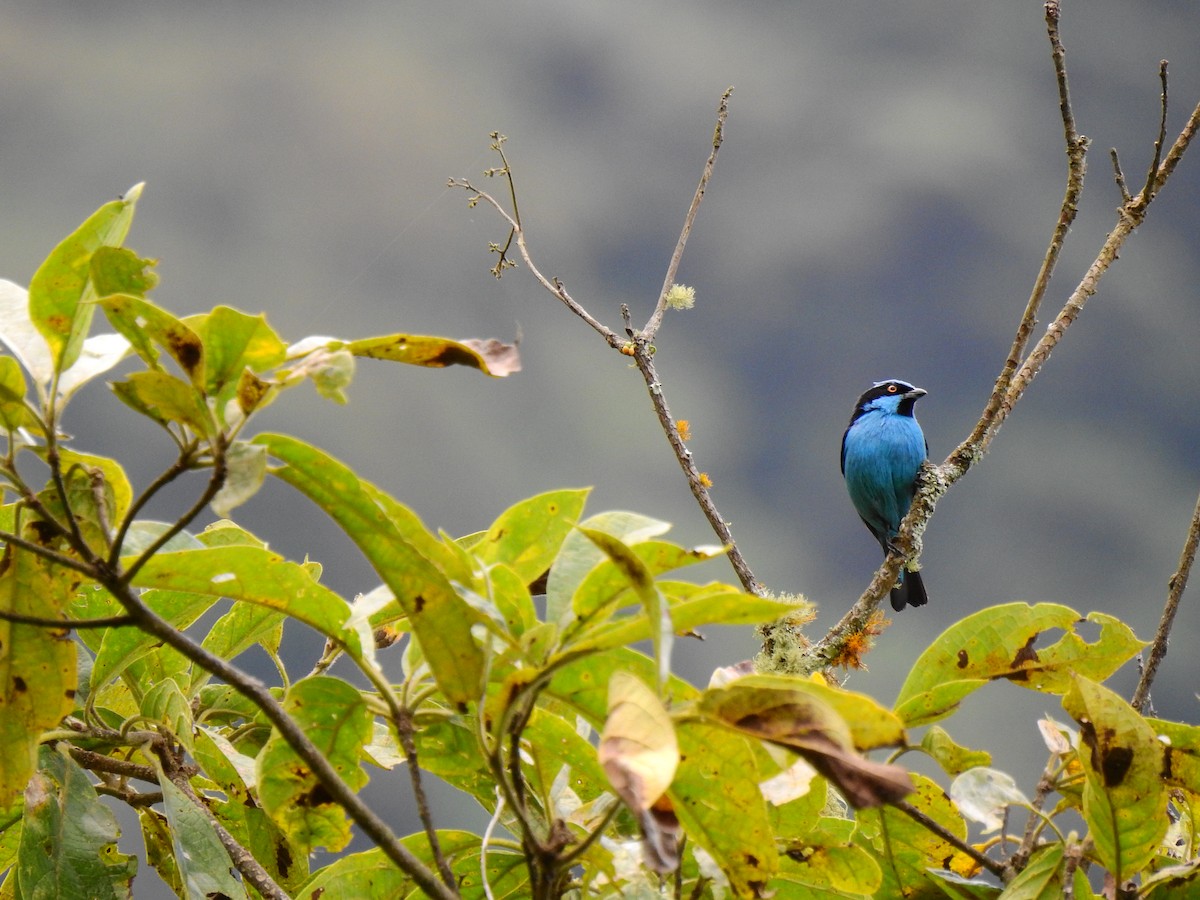 Turquoise Dacnis - ML333802951