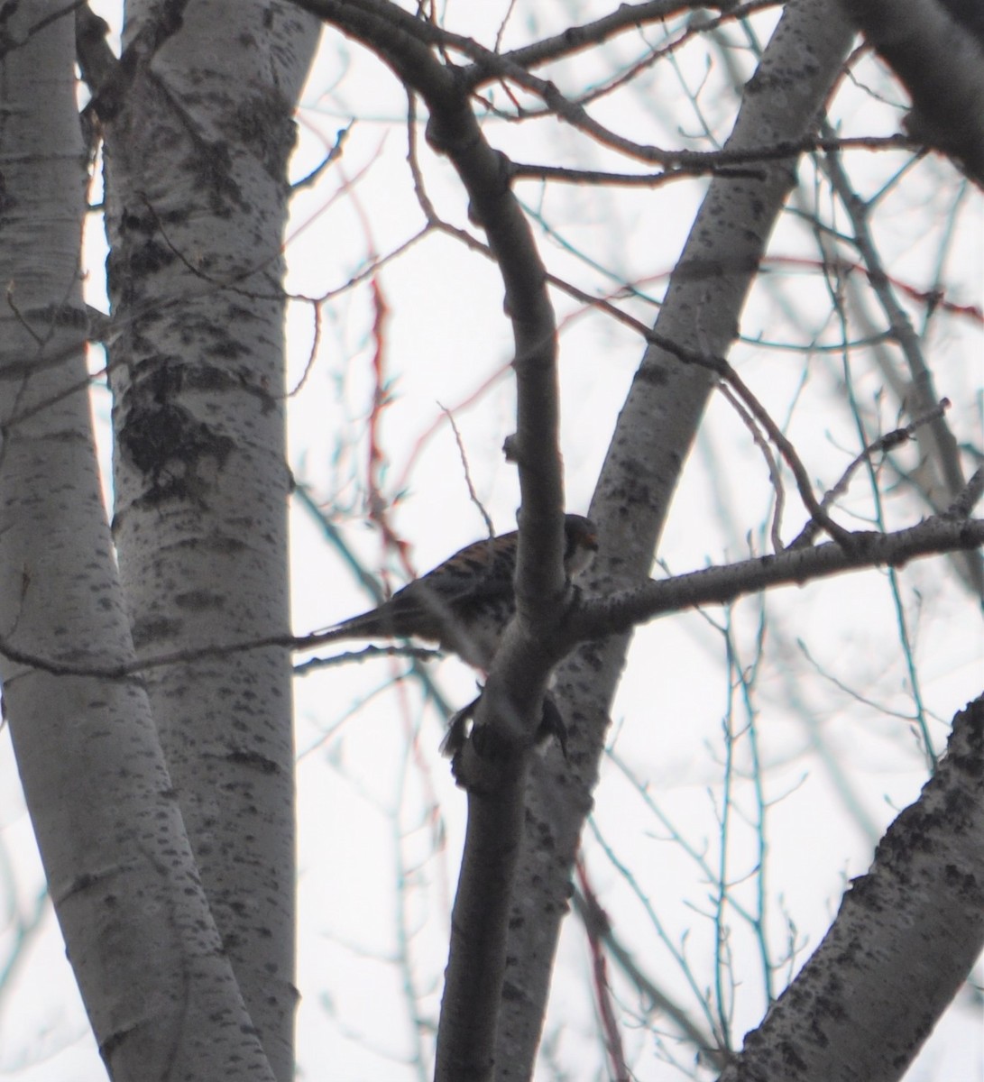 American Kestrel - ML333803021