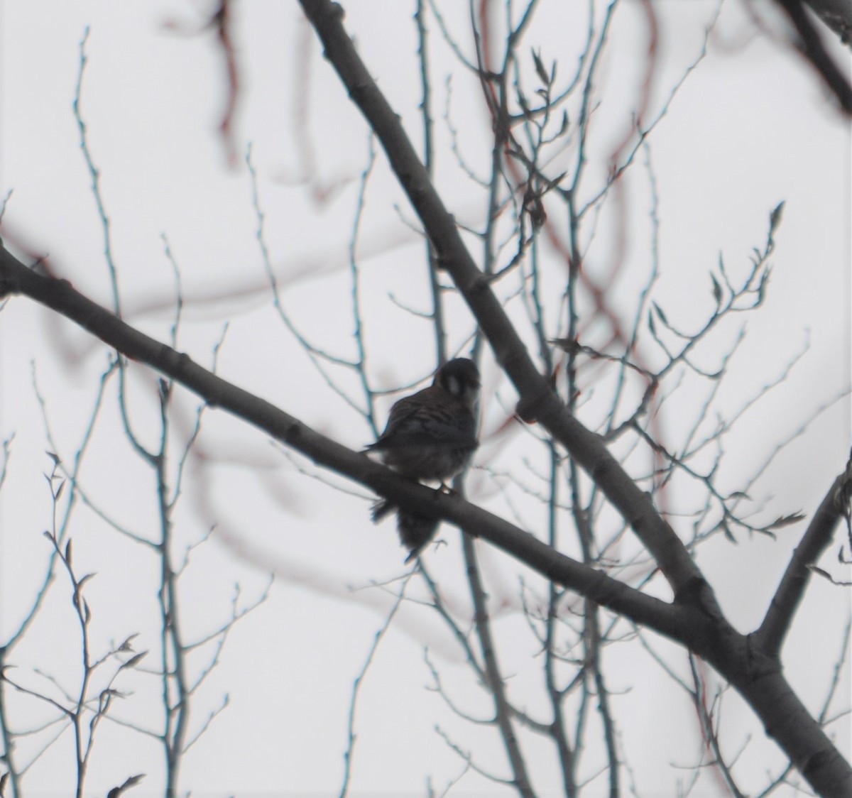 American Kestrel - ML333803371