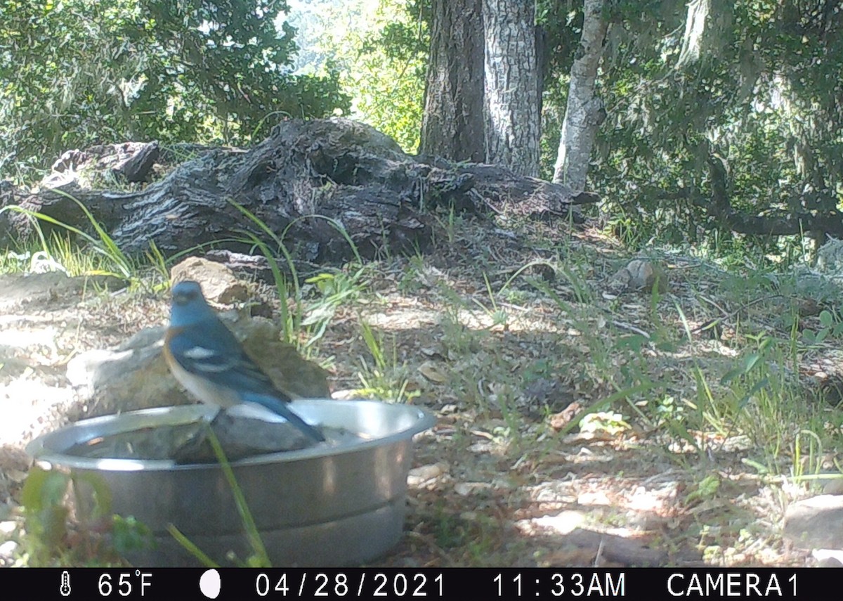 Lazuli Bunting - ML333804871