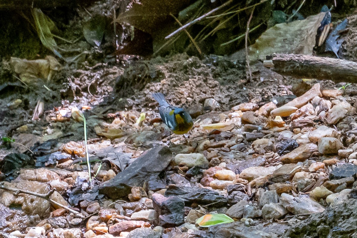 Northern Parula - ML333805311