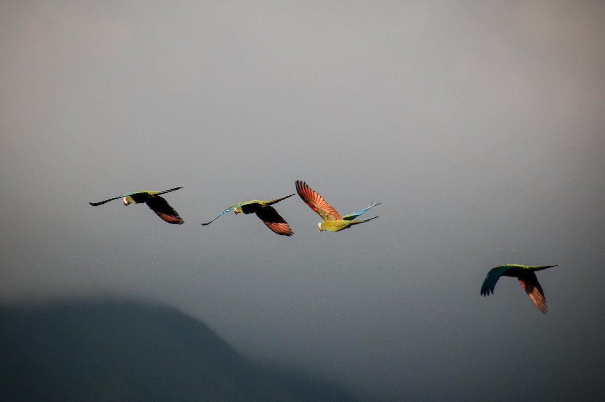 Chestnut-fronted Macaw - Mauricio Garcia-Ramos