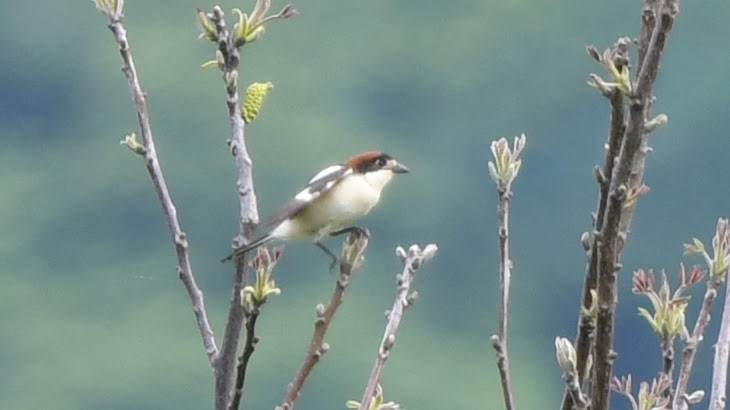 Woodchat Shrike - ML333807251