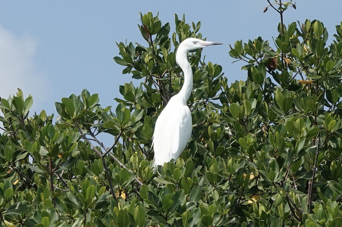 Great Egret - ML333807951