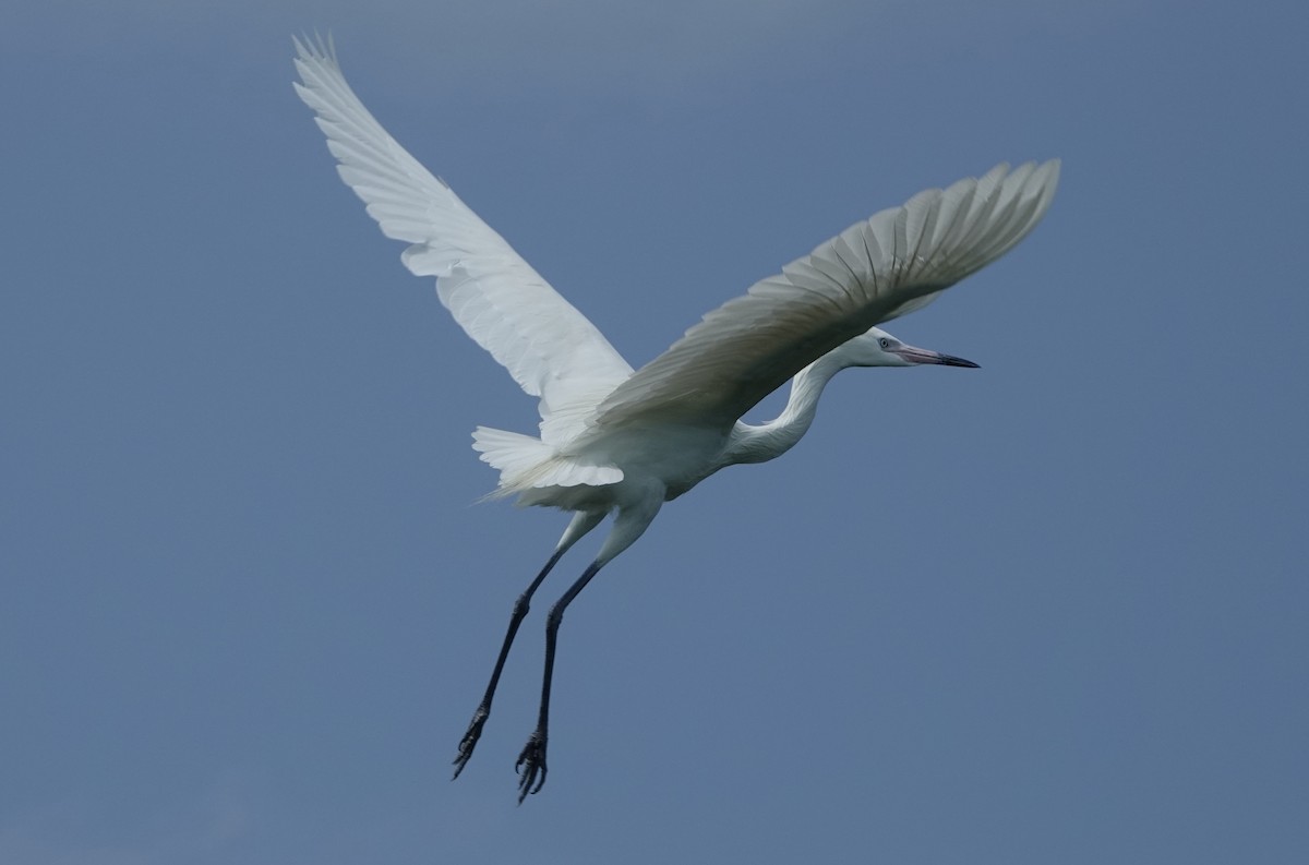 Great Egret - ML333808241