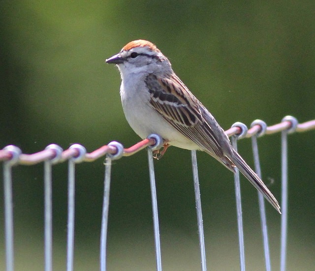 Chipping Sparrow - ML33380881