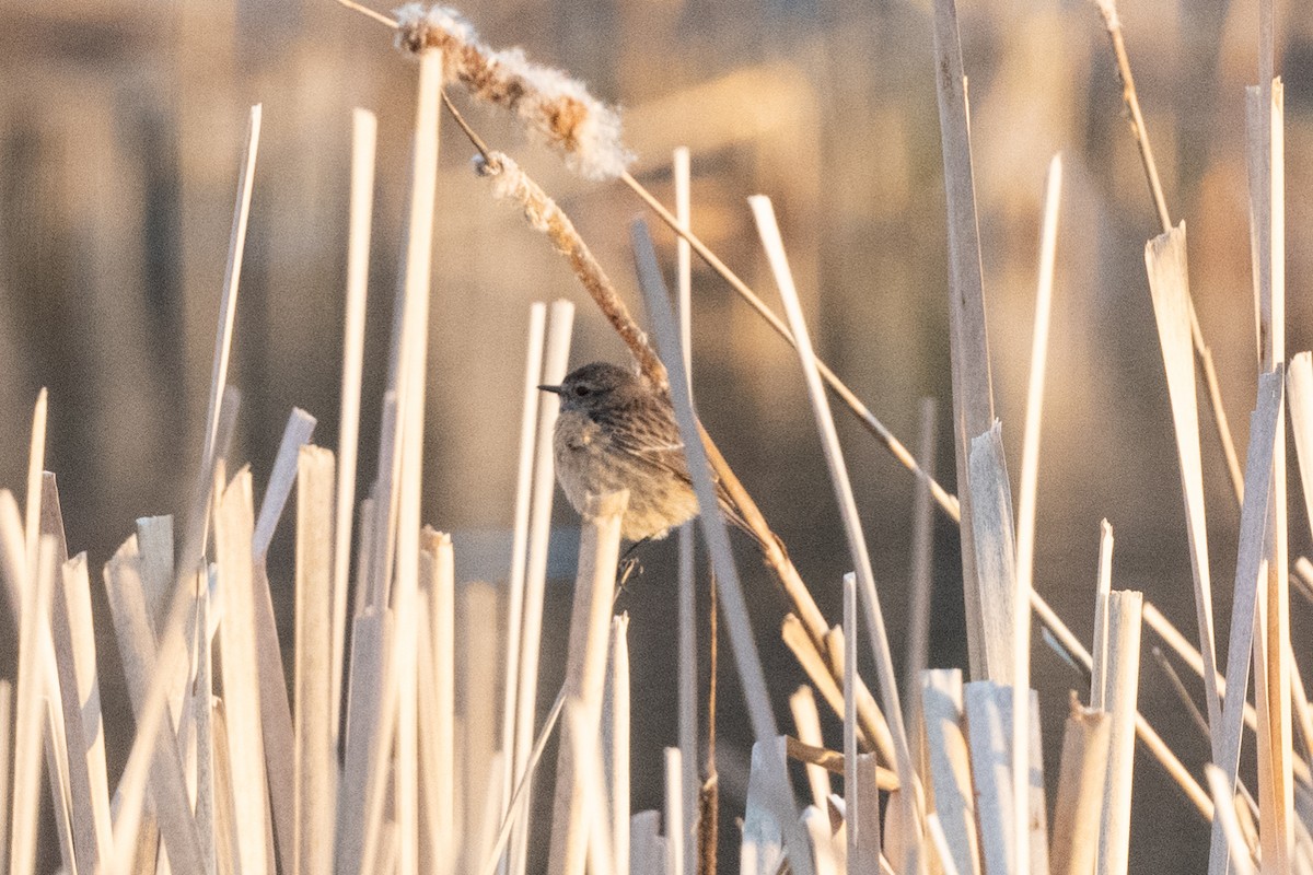 European Stonechat - ML333812021