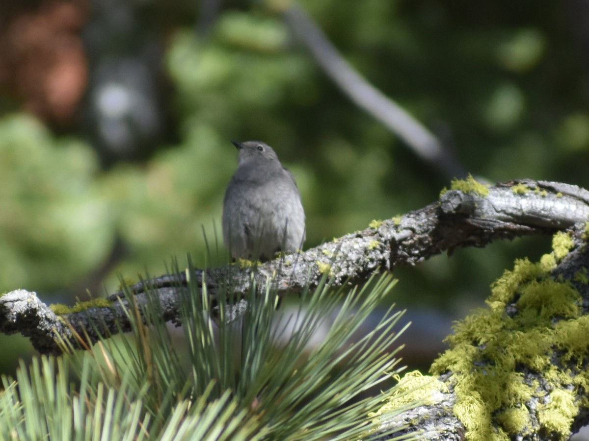 Townsend's Solitaire - ML333813181