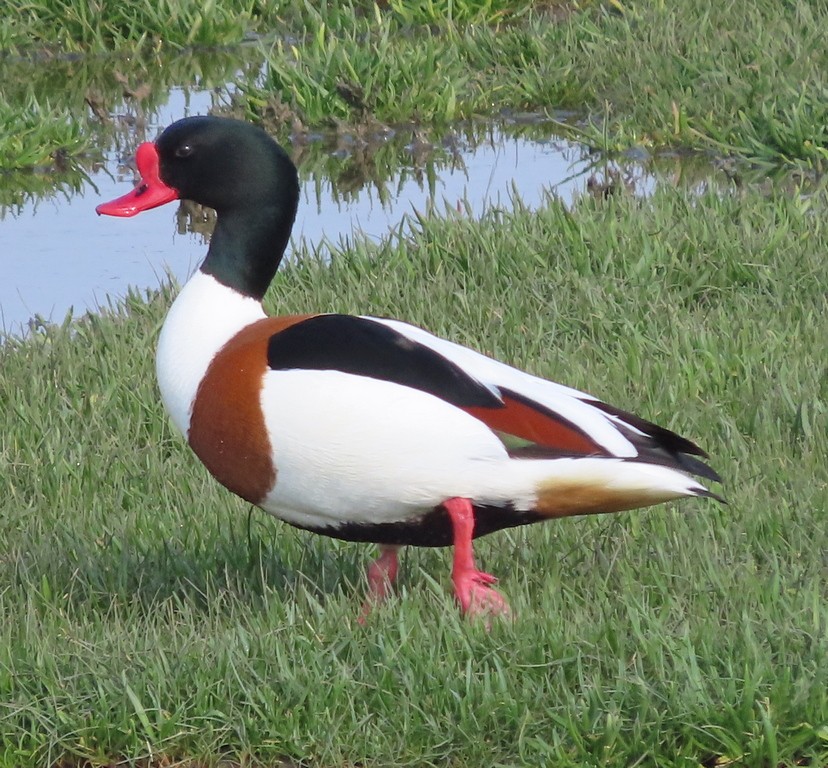 Common Shelduck - ML333814931