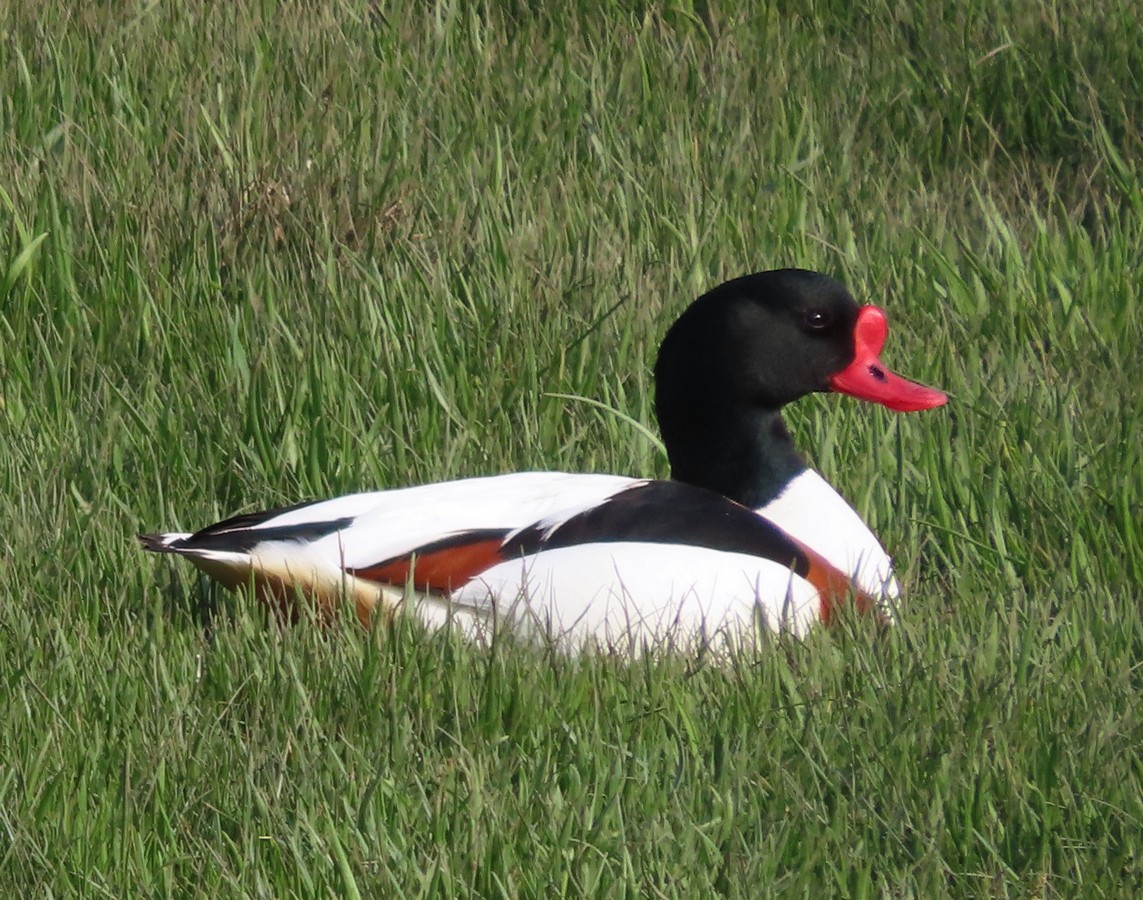 Common Shelduck - ML333814941