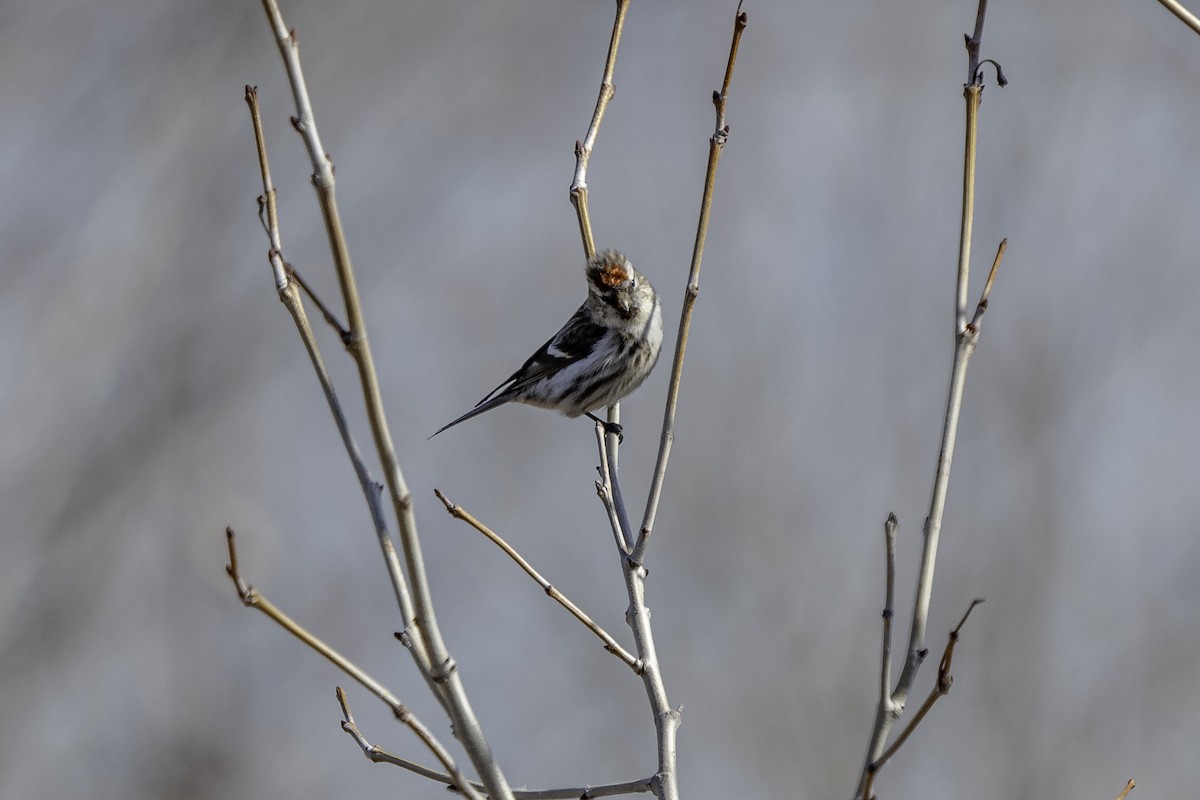 Common Redpoll - Anonymous