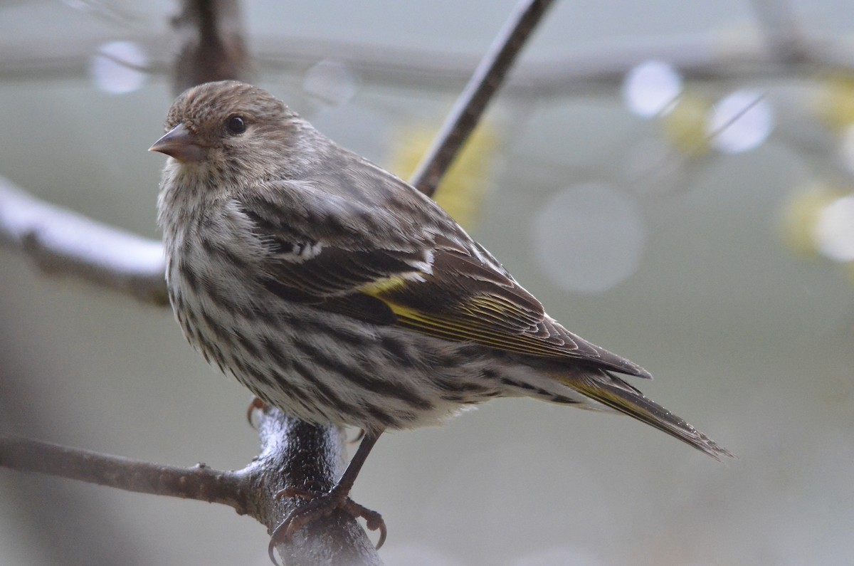 Pine Siskin - Deane Atherton