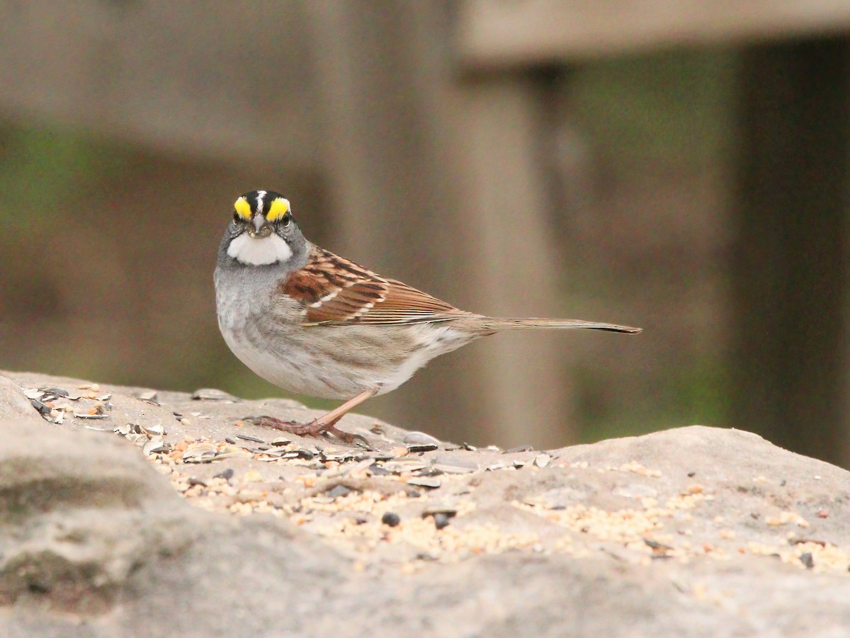 White-throated Sparrow - ML333817021