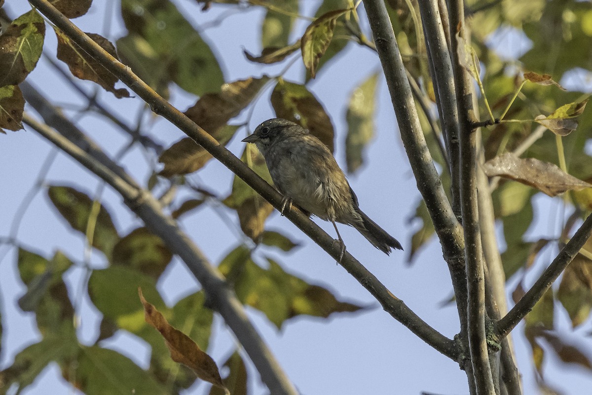 Swamp Sparrow - Anonymous