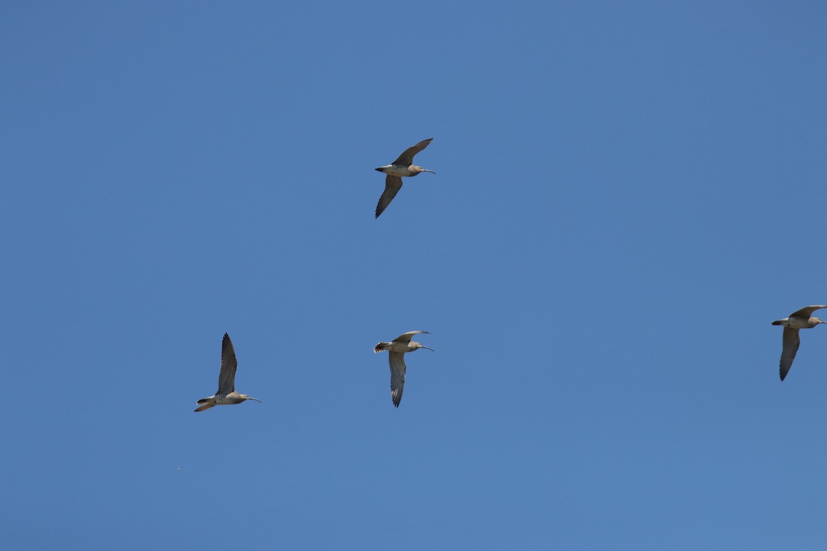 Eurasian Curlew - ML333818331