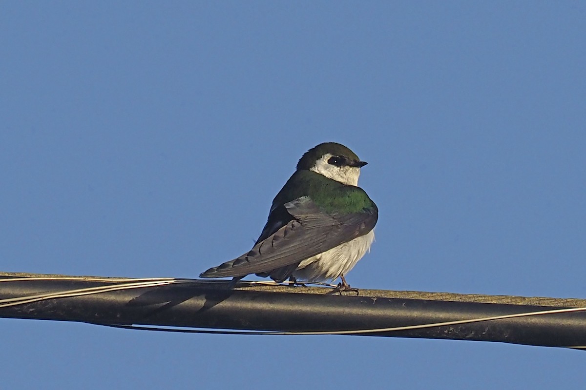 Violet-green Swallow - ML333818541