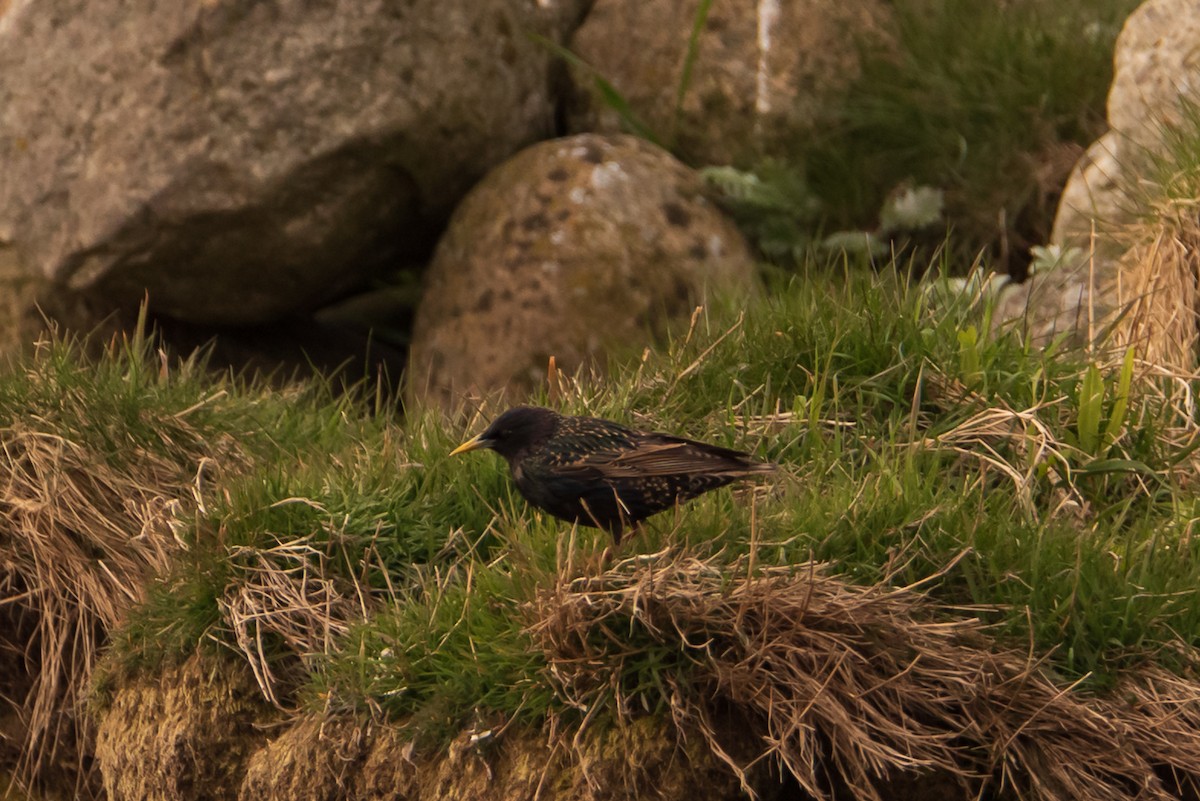 European Starling - ML333818651