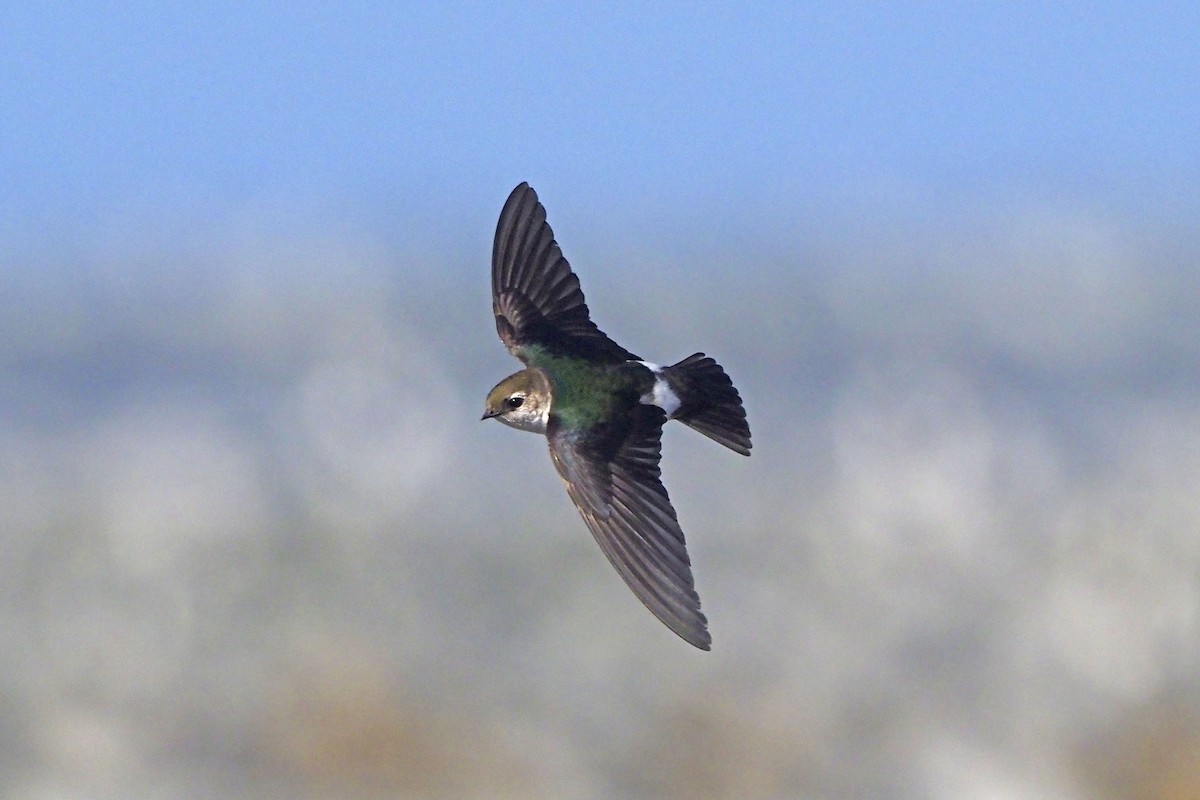 Violet-green Swallow - ML333818811