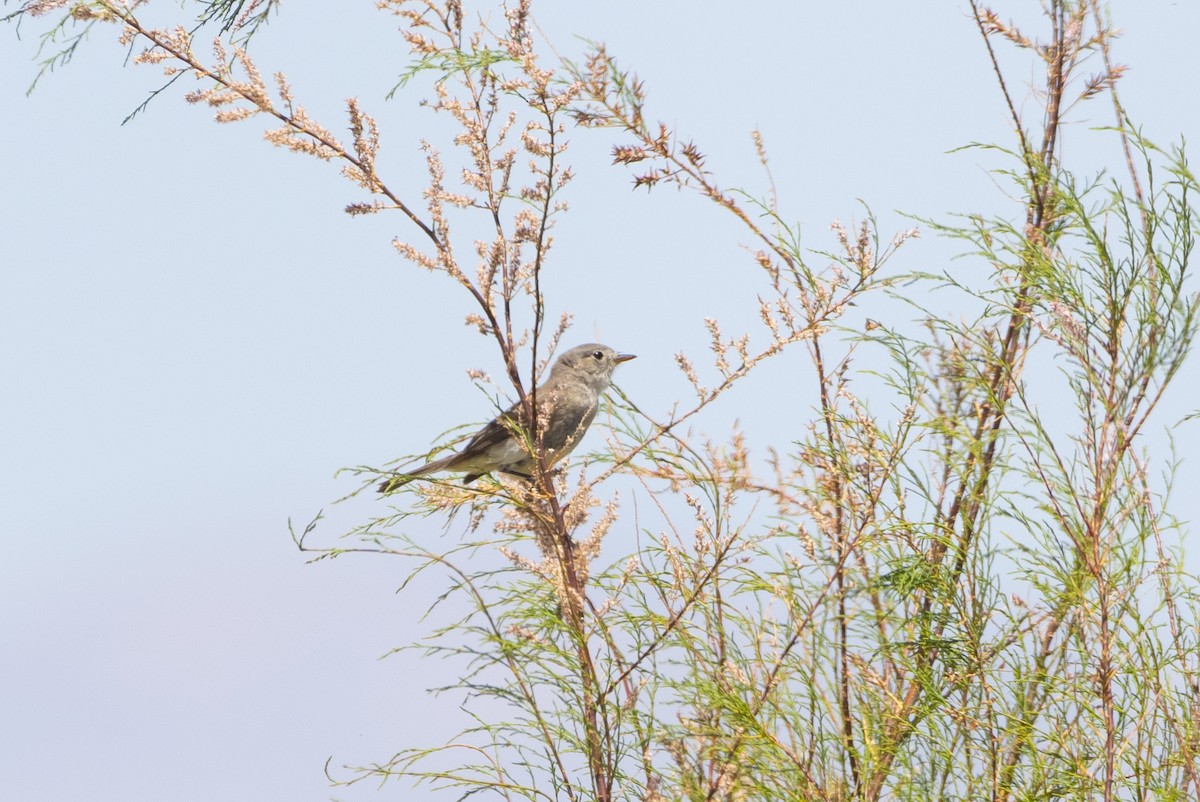 Gray Flycatcher - Celeste Jones