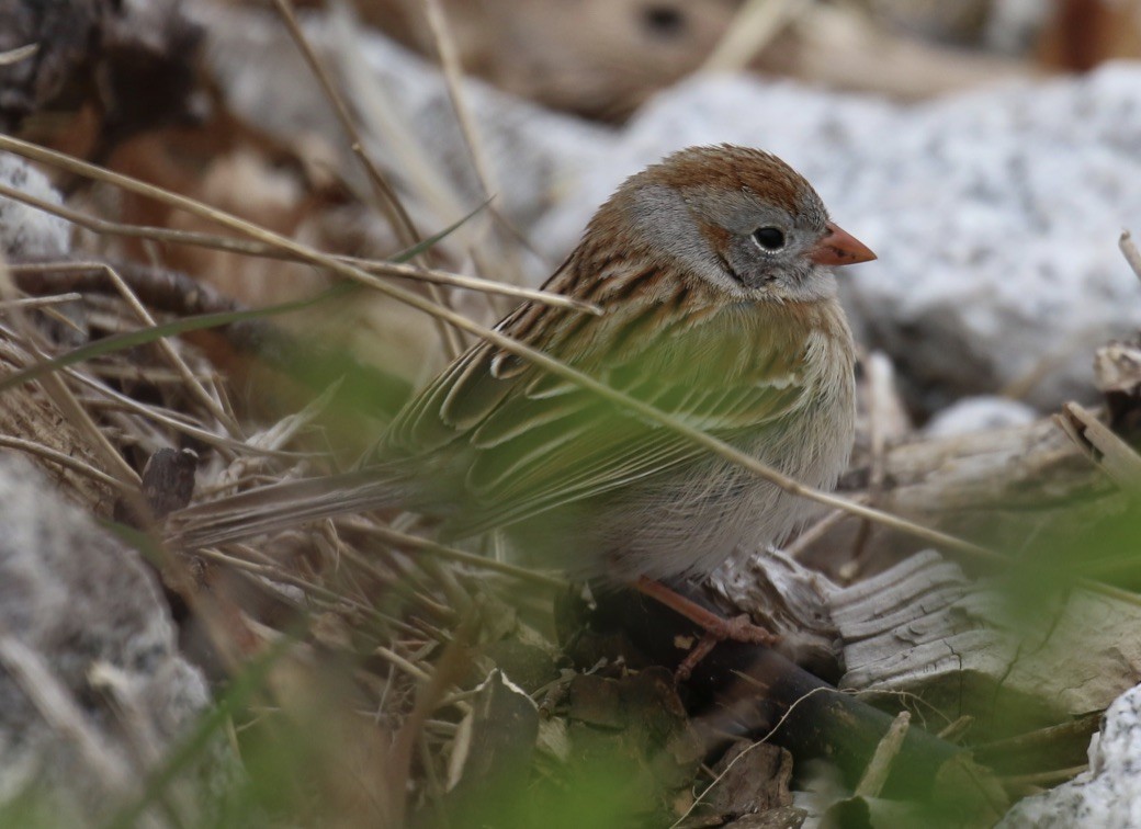 Field Sparrow - ML333819641