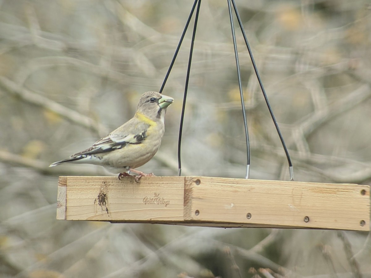 Evening Grosbeak - ML333820591