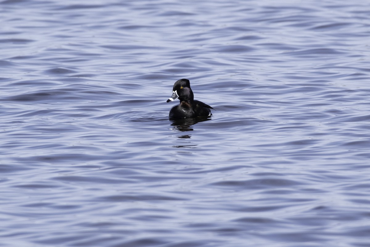 Ring-necked Duck - ML333820741