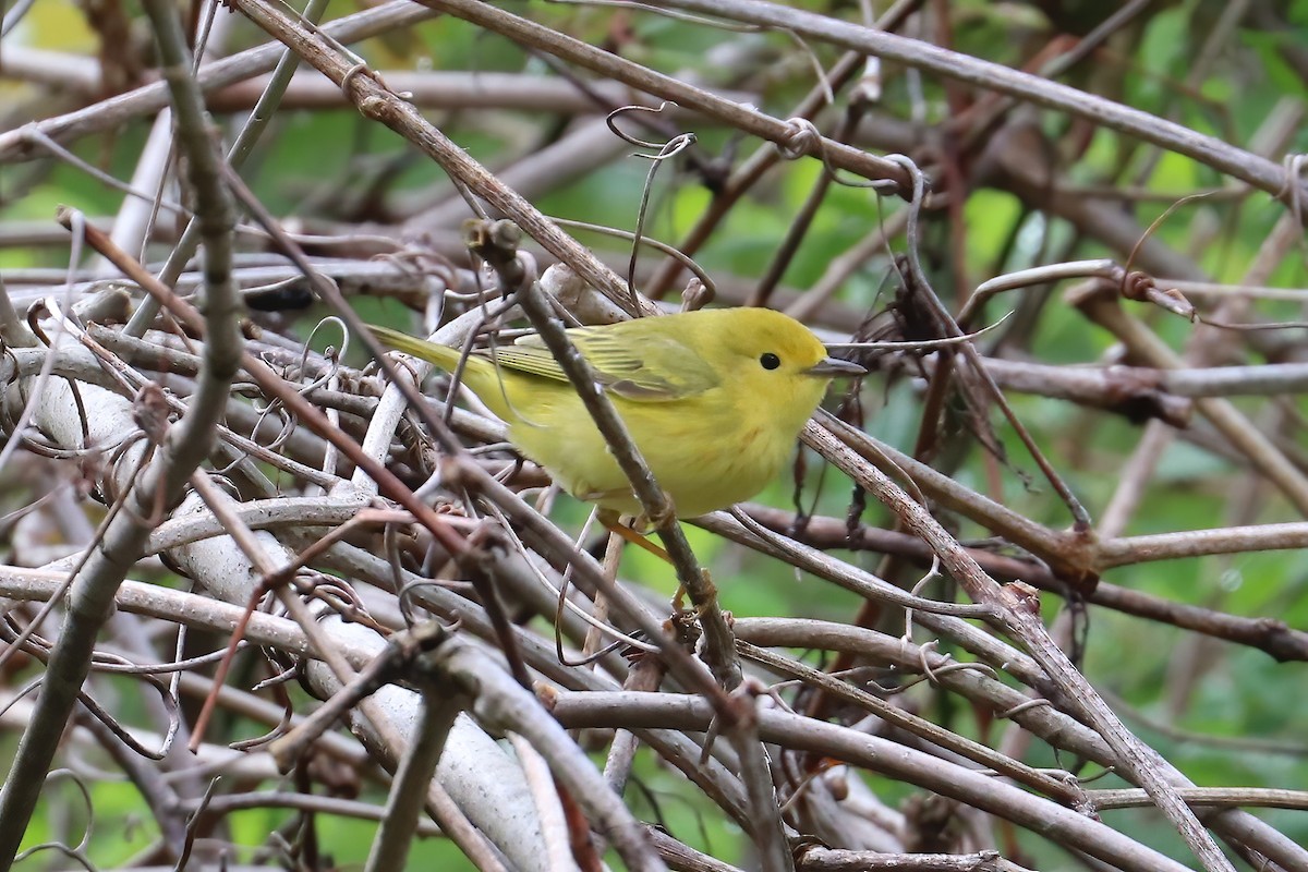 Paruline jaune (groupe aestiva) - ML333823371