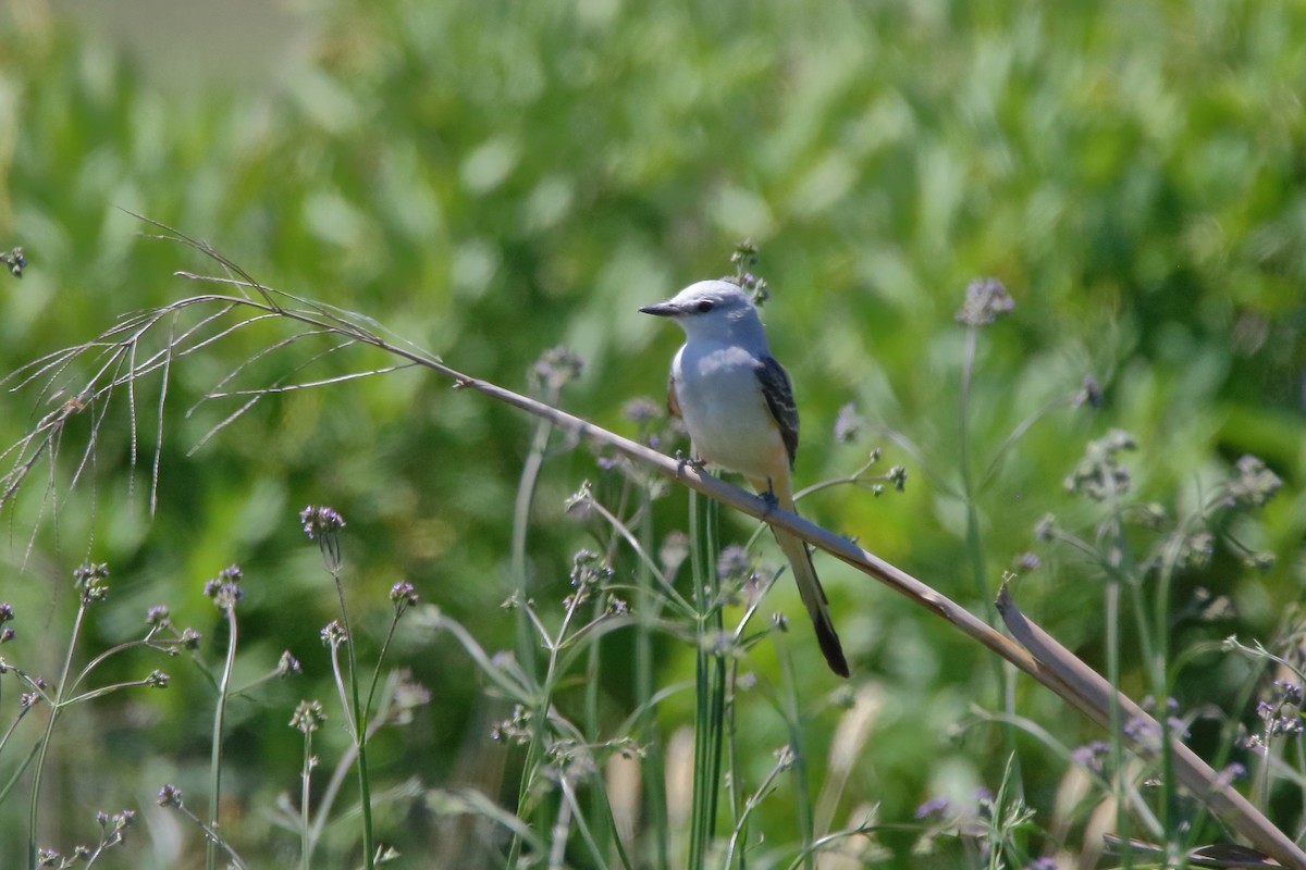 Scissor-tailed Flycatcher - ML333824001