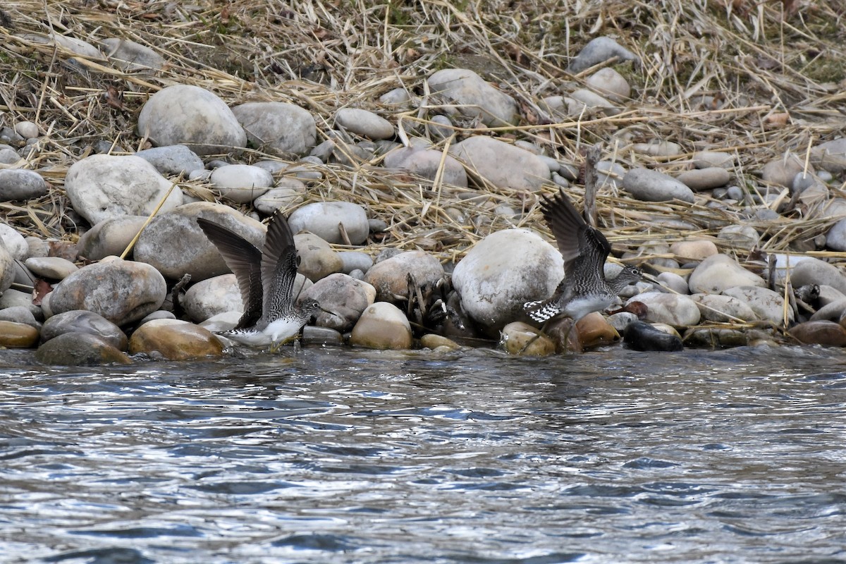 Solitary Sandpiper - ML333824181