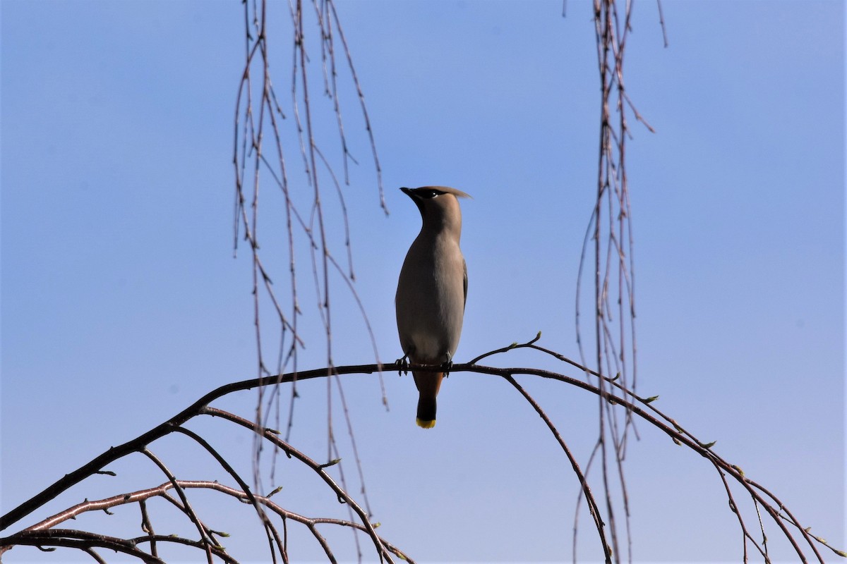 Bohemian Waxwing - ML333824801