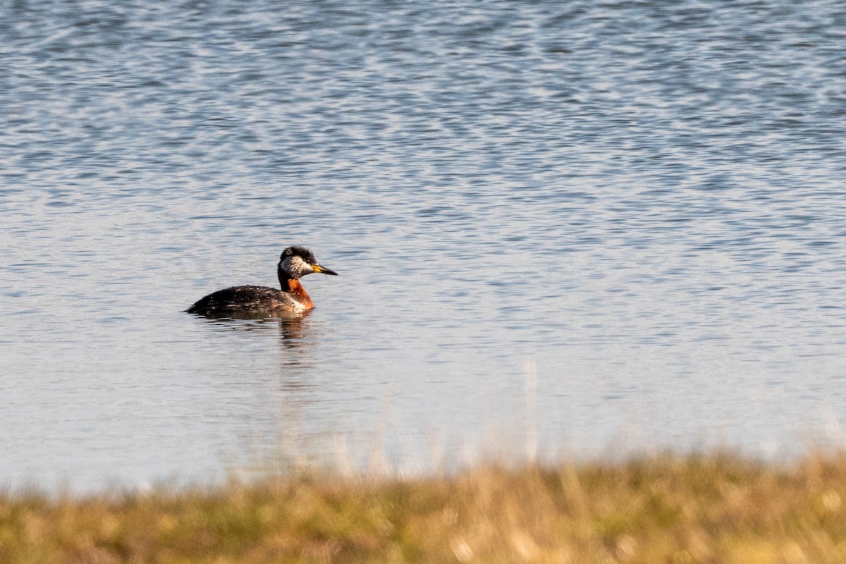 Red-necked Grebe - ML333826181